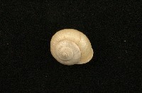 扁蝸牛藏品圖，第1張